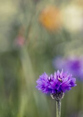 Poster - Vibrant array of purple and white wildflowers blossoming in a lush green meadow.