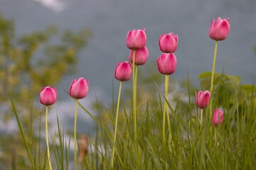 Poster - Pink tulips growing in a lush green field