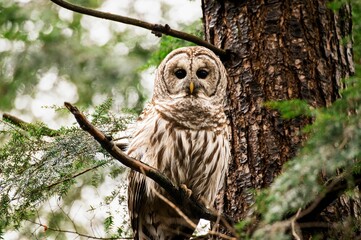 Wall Mural - Owl perched upon a wooden tree branch in its natural habitat