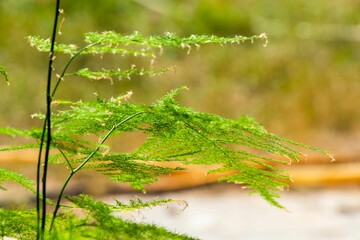 Poster - Closeup of a lush green leaf under the natural light with a blurry background