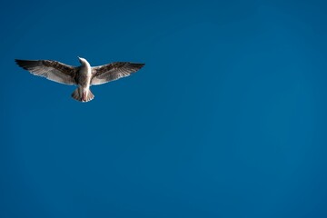 Sticker - Seagull gliding gracefully through the clear blue sky with its wings outstretched