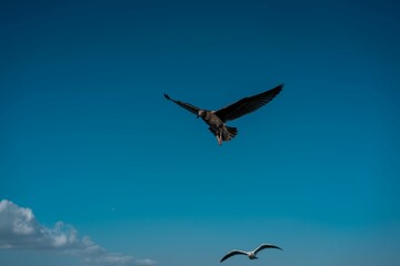 Sticker - Seagulls soaring gracefully through a picturesque blue sky, Long Beach, California