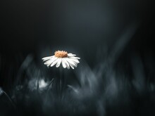 Closeup Of A White Daisy On A Dark Background