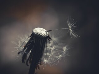 Poster - Macro of a dandelion on a dark background