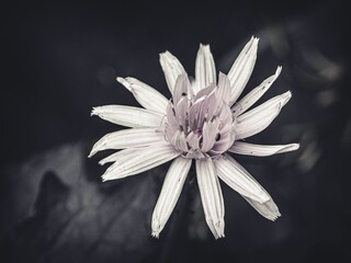 Poster - Closeup of a white flower on a dark background