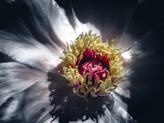 Sticker - Closeup of a white flower on a dark background