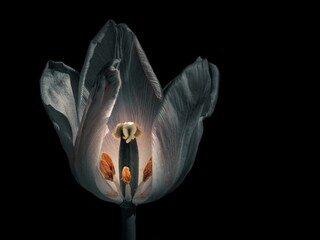 Sticker - Closeup of a white lily flower on a dark background