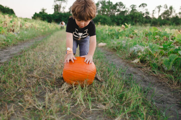 pumpkin patch in florida in a farm little boy in a patch in bonita springs south west florida