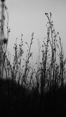 Nature in B&W
