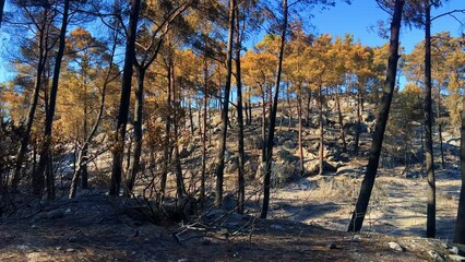 Wall Mural - Autumn wood trees on a cascade hill under blue sky in Anthony Quinn Bay, Greece