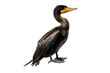 Great cormorant isolated on white background. Generative AI