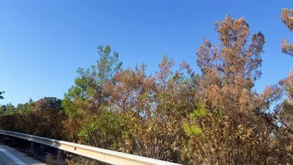 Wall Mural - Footage from a car showing forest trees by the road under blue sky