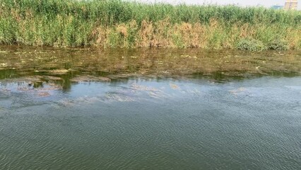Wall Mural - Reflecting river water with green reed plants