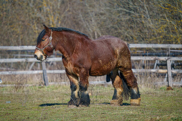 Canvas Print - Brown horse standing in a pasture