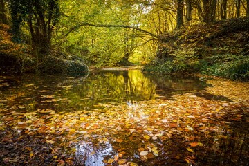 Wall Mural - Autumn nature surrounding a pond in a beautiful forest