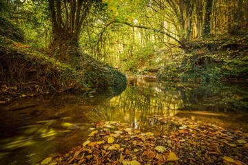 Canvas Print - River surrounded by autumn trees
