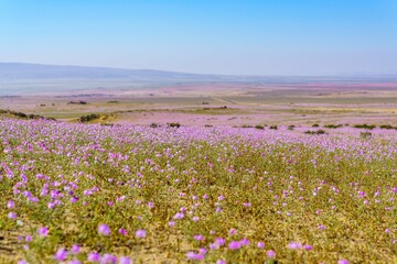 Sticker - Stunning array of vibrant purple flowers blossoming in an expansive  field in Atacama, Chile