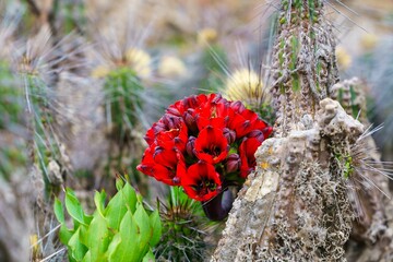 Canvas Print - Close-up of vibrant red Bomarea ovallei flowers growing on a cactus