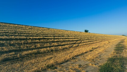 Wall Mural - Scenic view of a lush, grassy field surrounded by trees and a bright, blue sky