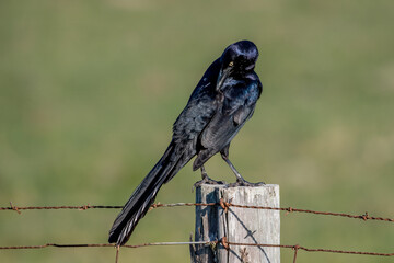 Poster - Preening Great-tailed Grackle