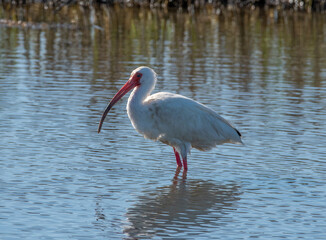 Poster - A Backlit White Ibis in a Texas Coastal Marsh