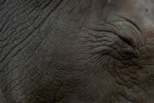 Close-up Shot Of An African Elephant's Wrinkled Skin.