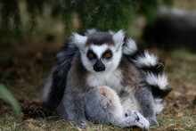 Ring-tailed Lemur Curled Up In A Relaxed Pose In A Zoo Environment