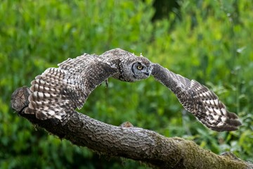 Wall Mural - Close-up of a Spotted eagle-owl of prey perched on a tree branch in a grassy meadow