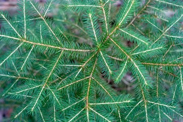 Sticker - Guatemalan fir tree growing in a natural outdoor setting