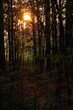 Zachód słońca w lesie jesienią