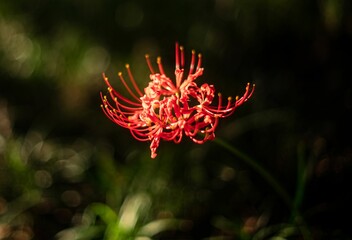 Poster - Vibrant red spider lily blooms in a sunlit field of lush green grass