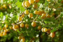 Gooseberries Are Ripe Berries Of Yellow Gooseberries And Green Leaves Growing In The Yard In The Garden. Harvesting