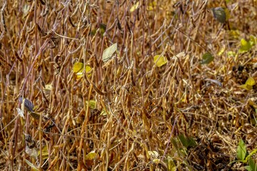 Canvas Print - Texture of weathered branches of the trees in autumn