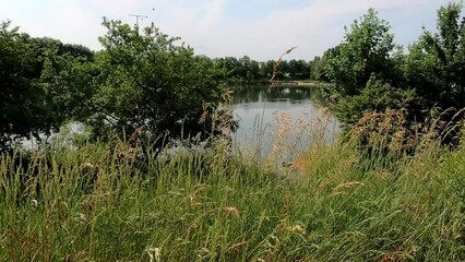 Wall Mural - landscape scene of grass meadow by reflecting pond with trees under blue coudy sky