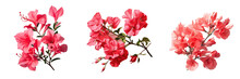 Red Bougainvillea Flower On Transparent Background