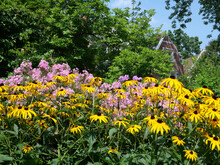 Summer Garden With Purple Phlox And Yellow Cone Flowers, Sometimes Called Black-eyed Susan