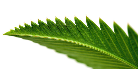 green leaf of palm tree isolated on white background