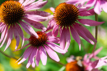 Close-up Of Pink Coneflowers In The Sun
