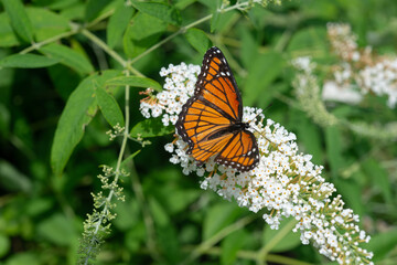 Wall Mural - Viceroy butterfly (Limenitis archippus) with wing damage likely from a predator (not fooled by its Batesian mimicry) on a white Buddleja davidii flower