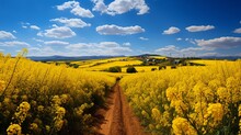 Yellow Flower Field With Beautiful Sky, Beautiful Sunny Day With Lot Of Mastered Flower 