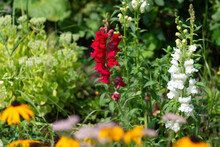 Red And White Antirrhinum Majus Or Snapdragons In A Sunny Garden At The Park