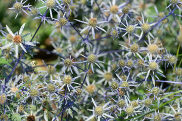 Canvas Print - Eryngium also known as 