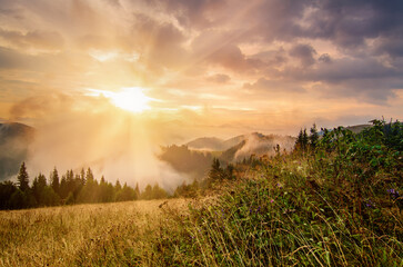 Wall Mural - Foggy morning landscape