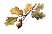 A Branch With Two Acorns On It. A Solitary Golden Oak Leaf On A Branch On A White Backdrop. Casual. A Forest Themed Flat Drawing. Resources Of Natural Origin. Postcards, Websites, And Stickers