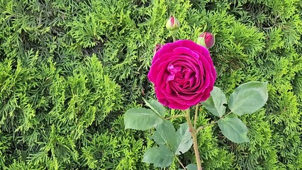 Wall Mural - flower of beautiful bright crimson rose against the background of green thuja