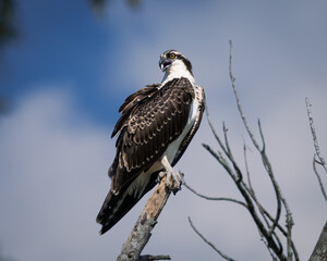 juvenile osprey poached on the end of a tree looking for dinner.