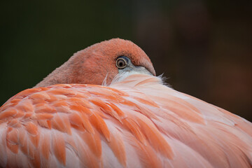 Wall Mural - Detail of the head of a resting flamingo.