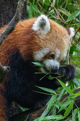 Poster - Red panda on a tree.