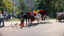 A Horse Eating While On Break From Carriage Rides In Central Park, New York City.