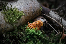 Close Up Of Orange Fungus Growing On Rotting Birch Wood Surrounded By Fresh Green Moss